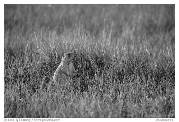 Prairie dog standing in grasses. Badlands National Park (black and white)