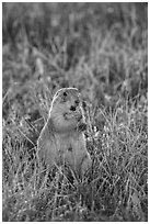 Standing prairie dog holding grass with hind paws. Badlands National Park, South Dakota, USA. (black and white)