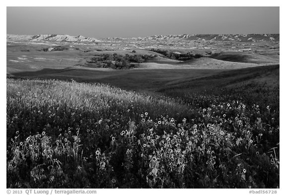 Sunflower carpet, rolling hills, and badlands, Badlands Wilderness. Badlands National Park, South Dakota, USA.