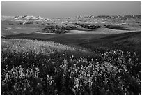 Sunflower carpet, rolling hills, and badlands, Badlands Wilderness. Badlands National Park, South Dakota, USA. (black and white)