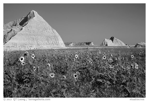 Sunflowers, grassland, and buttes. Badlands National Park (black and white)