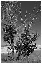 Cottonwood tree. Badlands National Park, South Dakota, USA. (black and white)