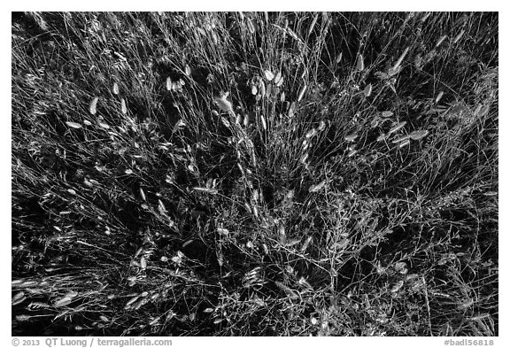 Close-up of mixed grasses, Stronghold Unit. Badlands National Park (black and white)