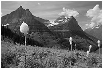 View from Big Bend with beargrass, Mt Oberlin and Cannon Mountain. Glacier National Park ( black and white)