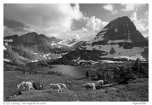 Mountain goats, Hidden lake and peak. Glacier National Park (black and white)