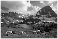 Mountain goats, Hidden lake and peak. Glacier National Park, Montana, USA. (black and white)