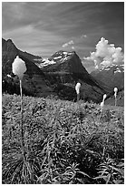 Beargrass, Mount Oberlin, and Cannon Mountain. Glacier National Park, Montana, USA. (black and white)
