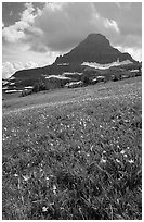 Meadow with wildflower carpet and triangular mountain, Logan pass. Glacier National Park, Montana, USA. (black and white)