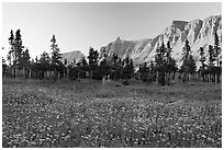Meadow with wildflowers and Garden Wall at sunset. Glacier National Park, Montana, USA. (black and white)