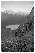 Alpine wildflowers and stream, Grinnell Lake, and Allen Mountain, sunset. Glacier National Park, Montana, USA. (black and white)