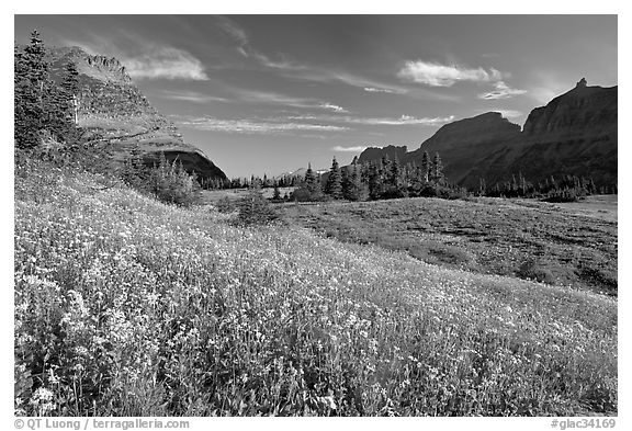 Alpine meadow with wildflowers, Logan Pass, morning. Glacier National Park, Montana, USA.