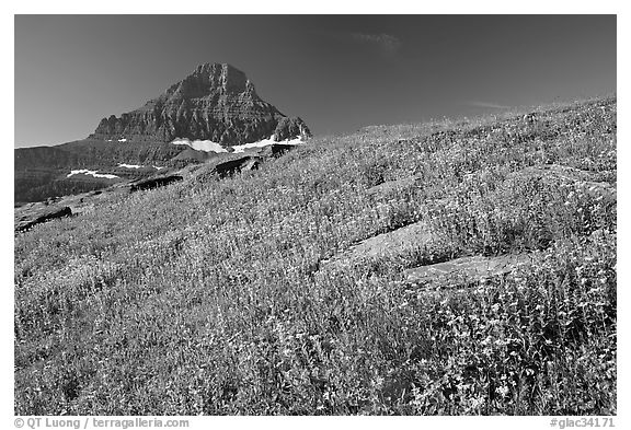 Alpine wildflowers and Reynolds Mountain, Logan Pass, morning. Glacier National Park, Montana, USA.