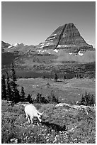 Young mountain goat, with Hidden Lake and Bearhat Mountain in the background. Glacier National Park, Montana, USA. (black and white)