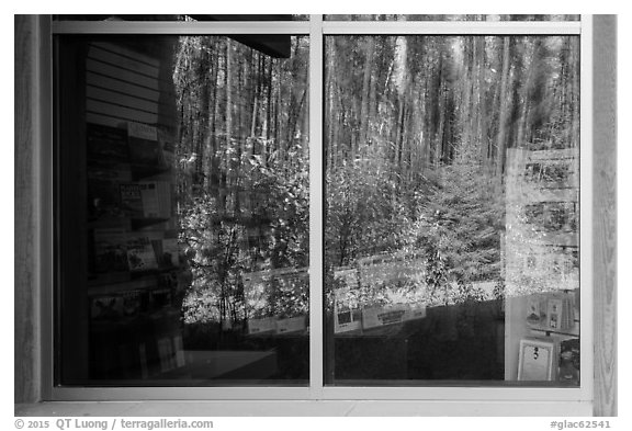 Forest, Apgar visitor center window reflexion. Glacier National Park (black and white)