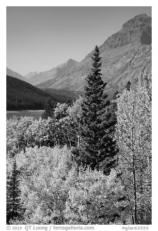 Autumn color, Rising Wolf Mountain. Glacier National Park (black and white)