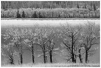 Trees in autumn foliage on both shores of Saint Mary Lake. Glacier National Park ( black and white)