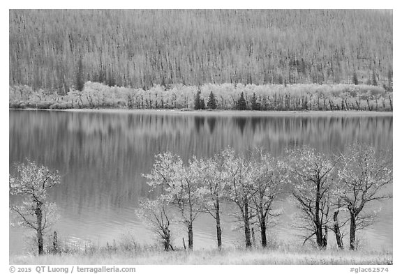 Trees in autumn foliage, burned forest, and reflections, Saint Mary Lake. Glacier National Park (black and white)