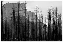 Burned forest from 2015 wildfire and peaks. Glacier National Park ( black and white)