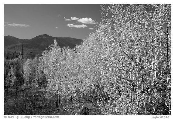 Aspen forest and mountains. Glacier National Park (black and white)