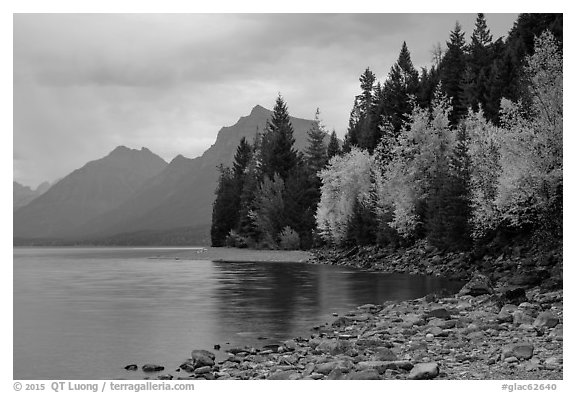 Trees in autumn color and Lake McDonald. Glacier National Park (black and white)