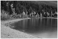 Gravel beach and trees in autun foliage, Lake McDonald. Glacier National Park ( black and white)
