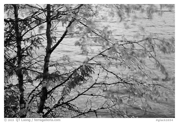 Tree branches blurred by wind, Lake McDonald. Glacier National Park (black and white)