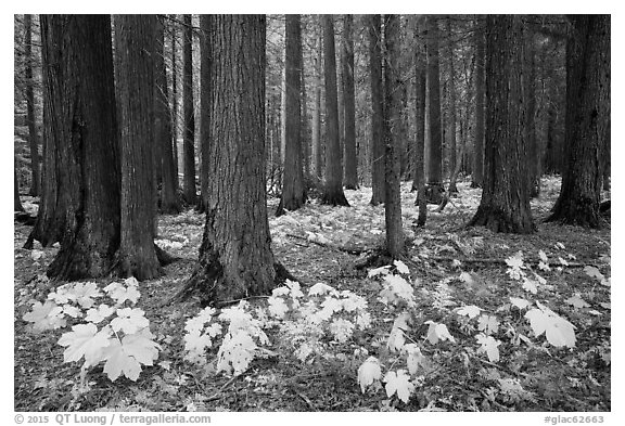 Old-growth forest with large leaves on floor in autumn. Glacier National Park (black and white)