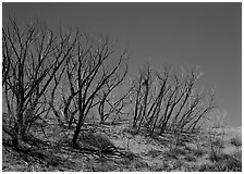 Dead trees on sand dunes. Great Sand Dunes National Park, Colorado, USA. (black and white)