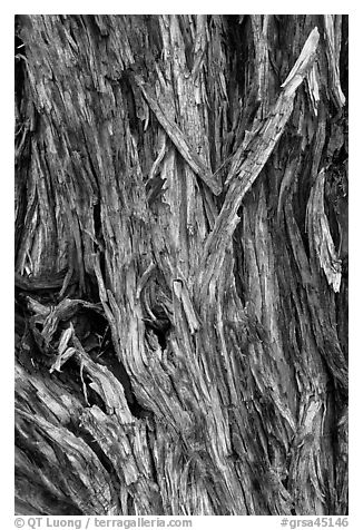 Bark detail of Pinyon pine trunk. Great Sand Dunes National Park, Colorado, USA.