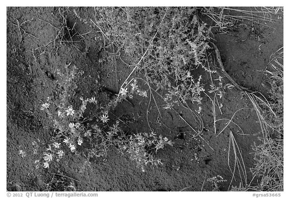 Ground close-up with flowers, shrubs, and sand. Great Sand Dunes National Park and Preserve (black and white)