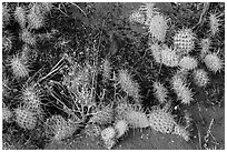 Ground close-up with flowers, cactus, and sand. Great Sand Dunes National Park, Colorado, USA. (black and white)