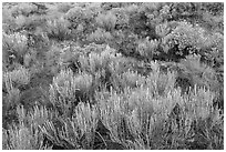 Grassland shrubs. Great Sand Dunes National Park, Colorado, USA. (black and white)