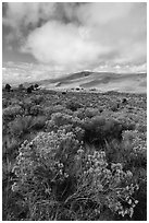 Rubber rabbitbrush. Great Sand Dunes National Park, Colorado, USA. (black and white)