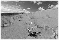 Prairie sunflowers and blowout grasses on sand dunes. Great Sand Dunes National Park, Colorado, USA. (black and white)