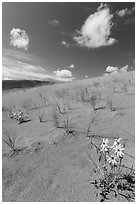 Prairie sunflowers and blowout grasses on dune field. Great Sand Dunes National Park, Colorado, USA. (black and white)
