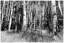Aspen trees in summer near Medora Pass. Great Sand Dunes National Park, Colorado, USA. (black and white)