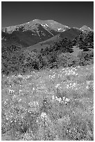 Summer meadow and Sangre de Cristo Mountains near Medano Pass. Great Sand Dunes National Park and Preserve ( black and white)