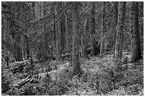 Forest in autumn. Great Sand Dunes National Park and Preserve ( black and white)