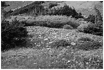 Alpine meadows in autumn. Great Sand Dunes National Park and Preserve ( black and white)