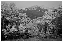 Aspen in autum foliage framing Mount Herard at dawn. Great Sand Dunes National Park and Preserve ( black and white)