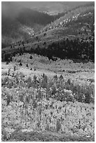 Slopes below Mt Herard with trees in autum color. Great Sand Dunes National Park and Preserve ( black and white)