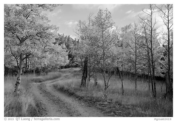 Gravel road through trees in autumn foliage, Medano Pass. Great Sand Dunes National Park and Preserve (black and white)