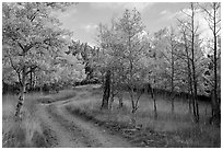 Gravel road through trees in autumn foliage, Medano Pass. Great Sand Dunes National Park and Preserve ( black and white)