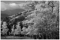 Autumn foliage and mountains near Medano Pass. Great Sand Dunes National Park and Preserve ( black and white)