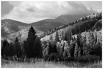 Hills covered with trees in autumn foliage near Medano Pass. Great Sand Dunes National Park and Preserve ( black and white)