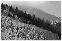 Aspen and firs on slope. Great Sand Dunes National Park and Preserve ( black and white)