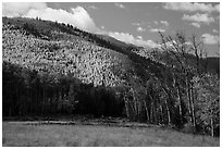 Meadow and hills in autumn foliage near Medano Pass. Great Sand Dunes National Park and Preserve ( black and white)