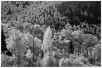 Hillside covered with trees in colorful autumn foliage. Great Sand Dunes National Park and Preserve ( black and white)
