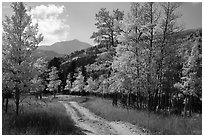 Medano primitive road surrounded by trees in autumn color. Great Sand Dunes National Park and Preserve ( black and white)