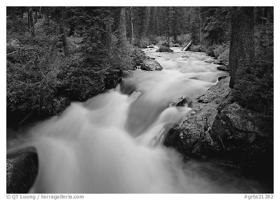 Cascade Creek and dark forest. Grand Teton National Park (black and white)